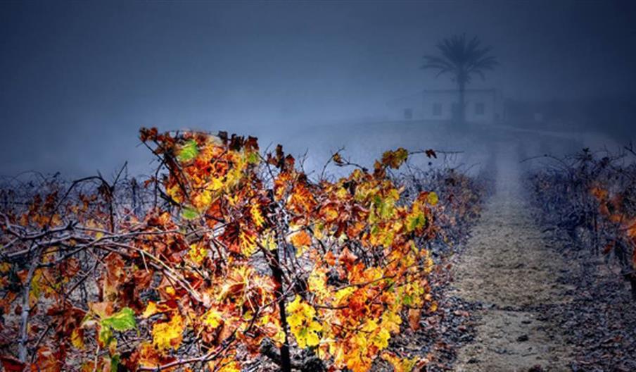 Bodegas Blanca Reyes