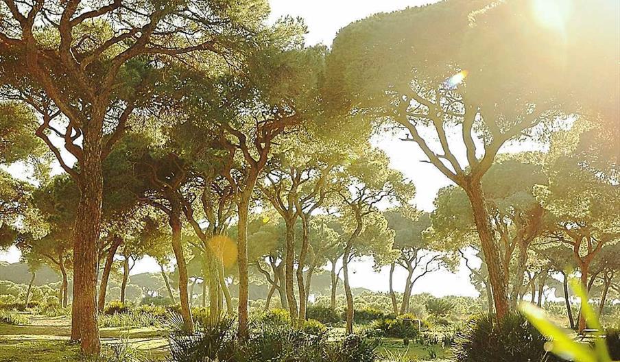 EL PINAR DE PERITANDA