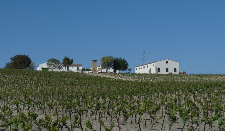 Bodegas Albariza de la Torre