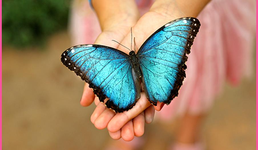 Mariposario de Benalmádena
