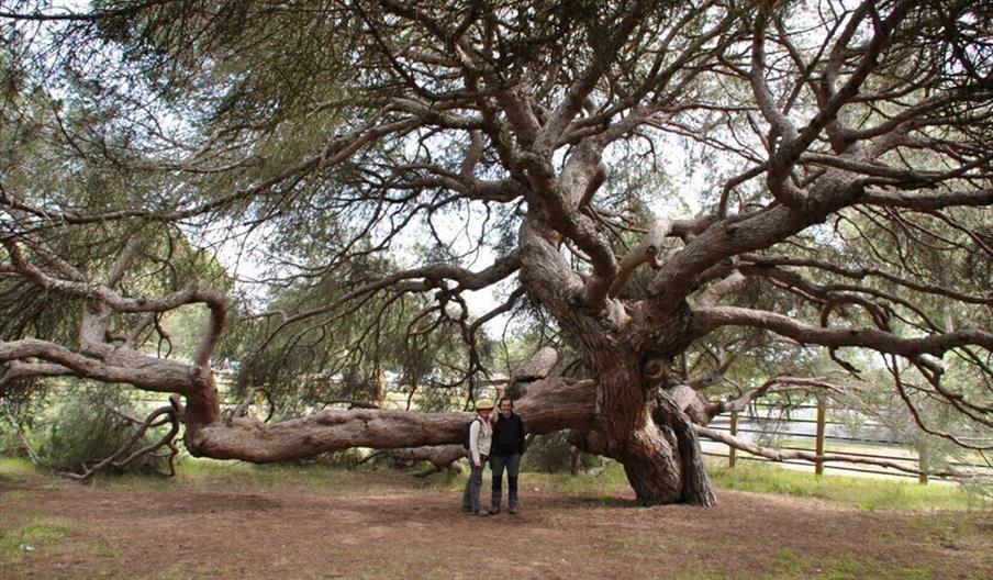 Pino Centenario Parador de Mazagón