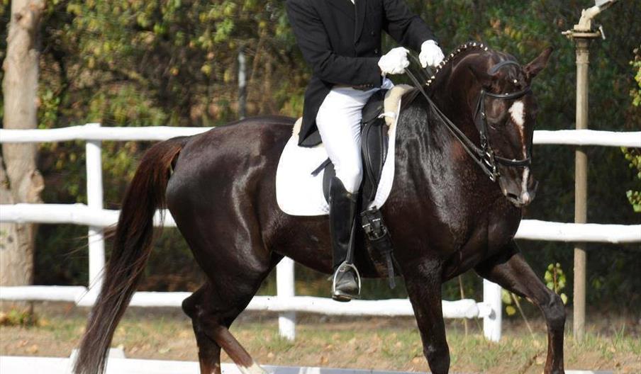 Centro Hípico El Bosque