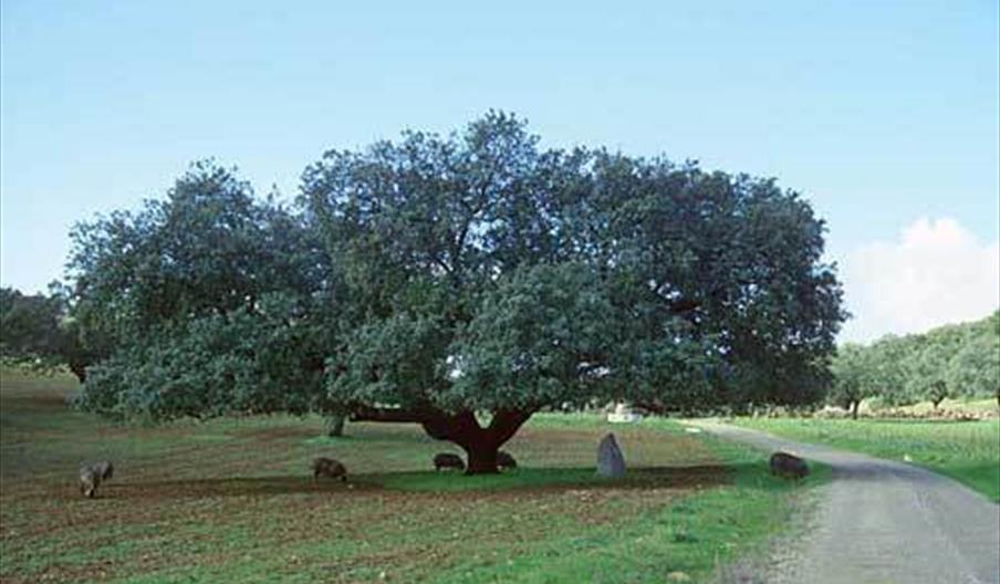 Encina Dehesa de San Francisco