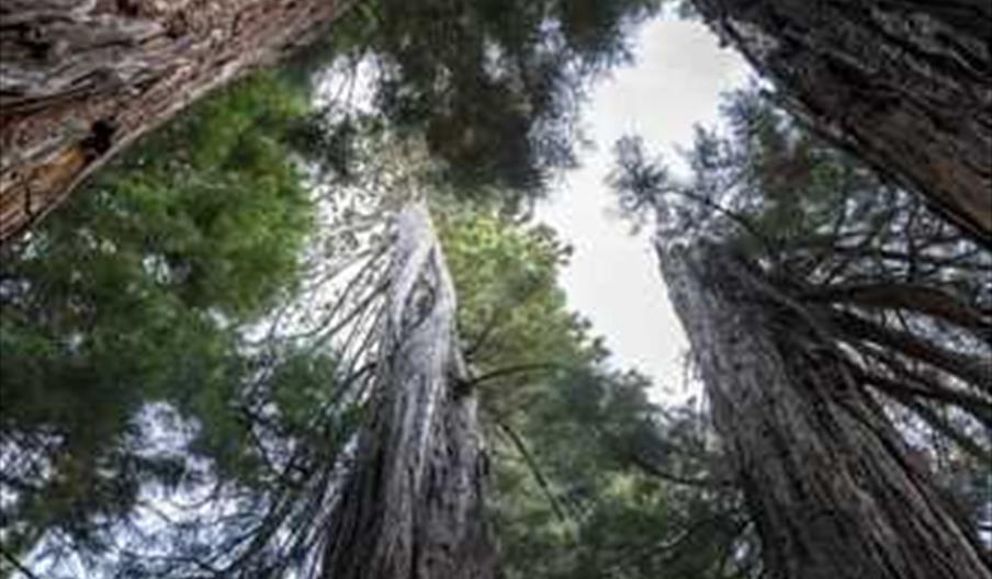 Secuoyas de la Losa