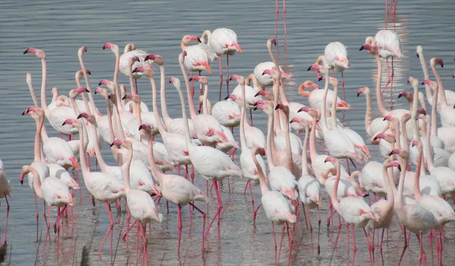 Grupo de flamencos en la laguna