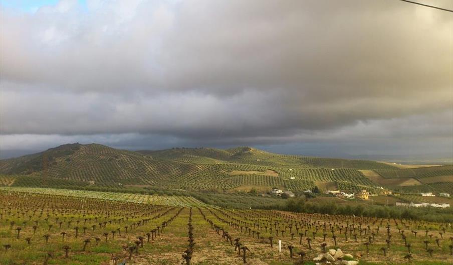 Bodegas Maíllo e Hijos