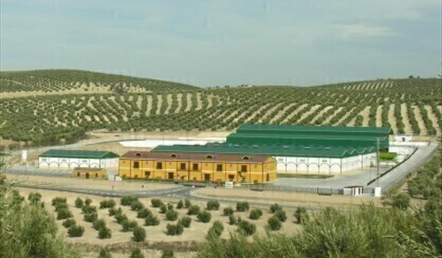 La Bética Aceitera