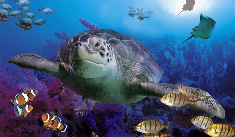 Parque Submarino Sea Life