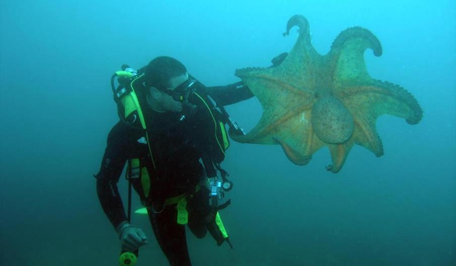 Caetaria Centro de Buceo