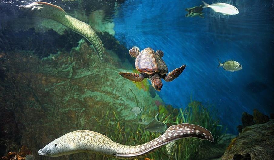 Acuario de Almuñécar