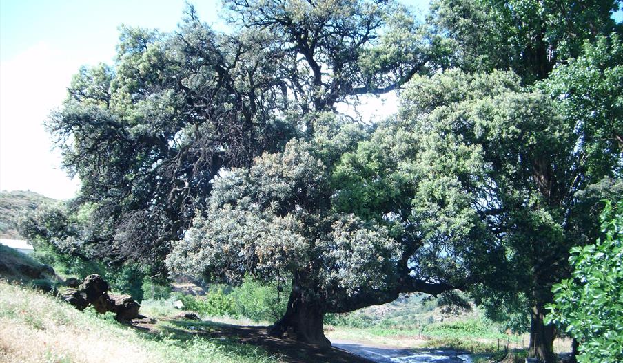 Encina de El Marchal del Abogado