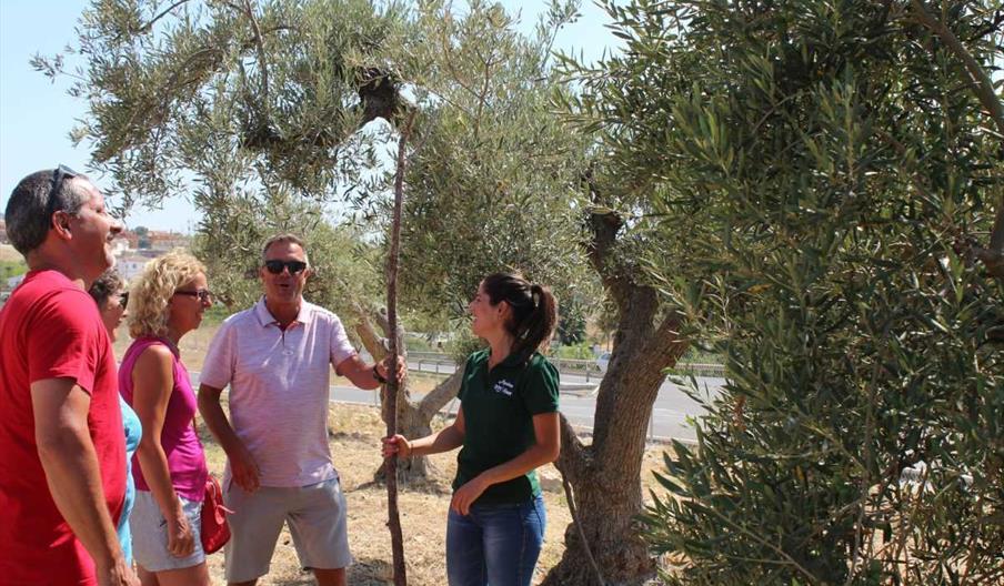 Aceites Molisur experiencia