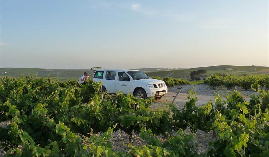 Ruta 4x4 viñas Sherry