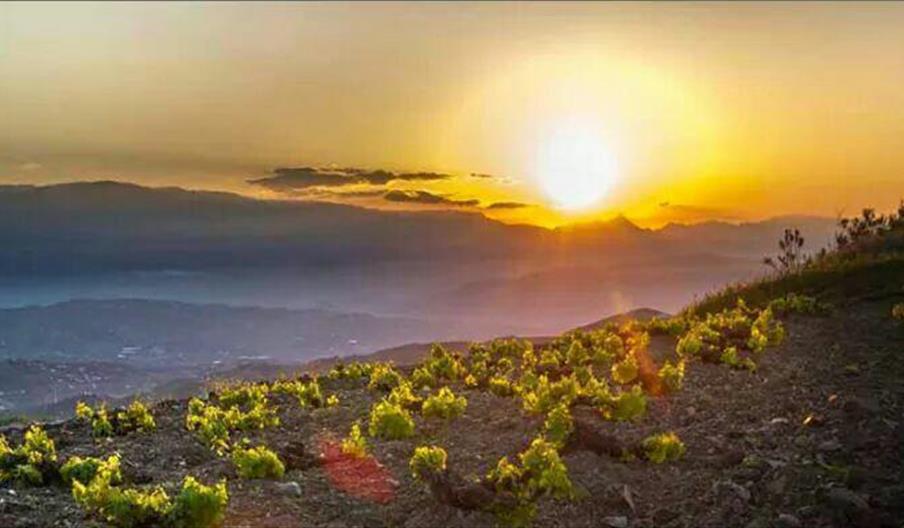 Pasas de la Axarquía