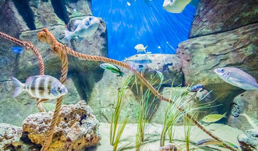Visita al acuario de Sevilla
