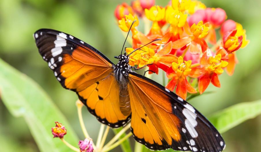 Mariposario de Níjar