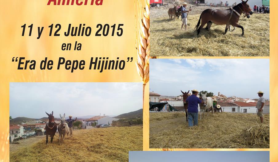 Trilla Tradicional en Uleila del Campo