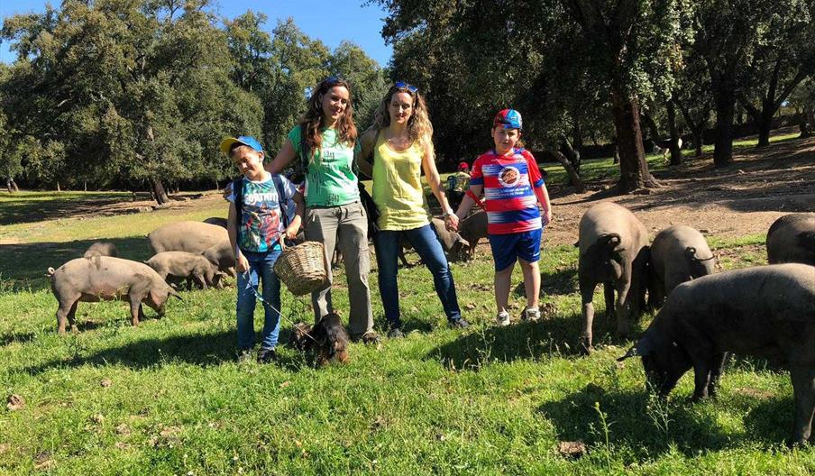 Visita a la dehesa. Sierra de Aracena. Ibericos Vazquez