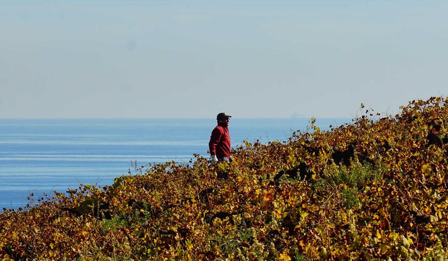 Viña del Peñoncillo frente al Mar