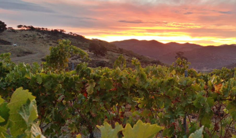 Bodegas Colonias de Galeón