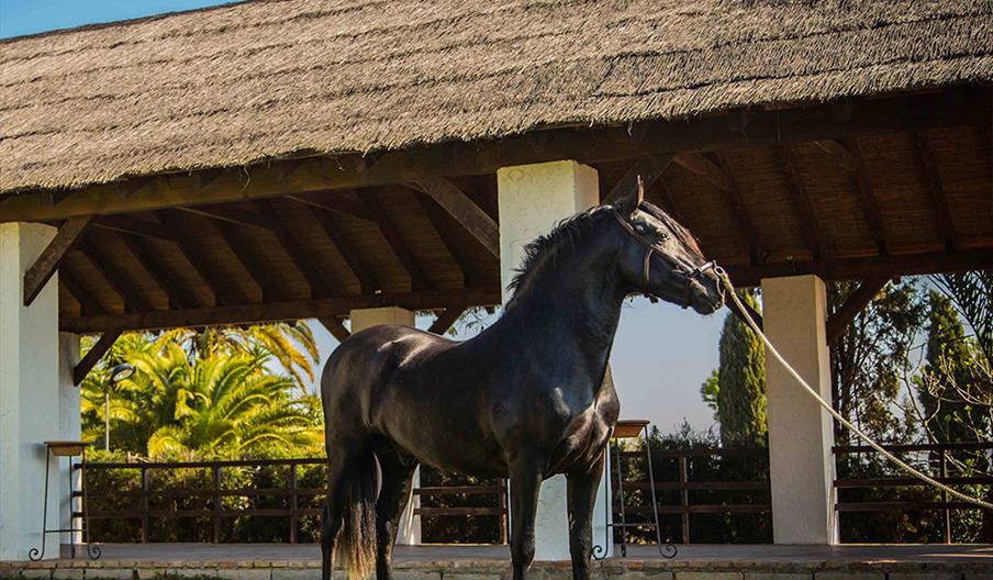 Yeguada Tamarit Campuzano - Finca La Sevillana