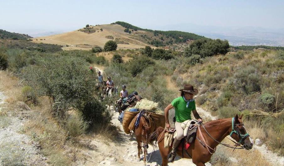Centro Ecuestre Los Alayos