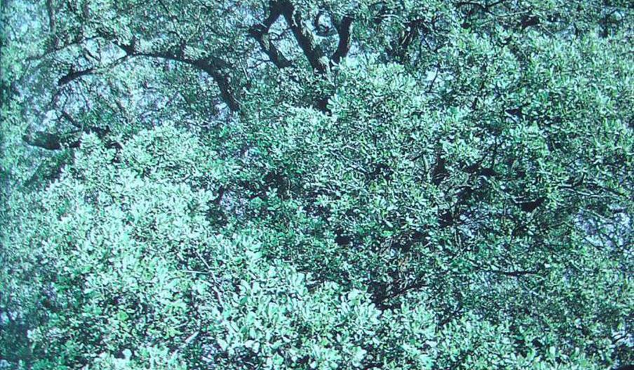 Encina de la Fuente El Pino