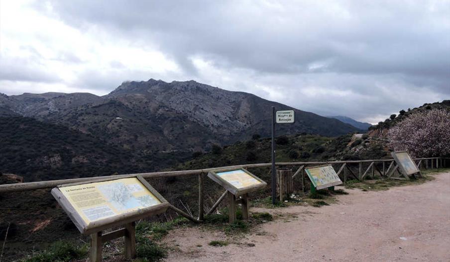Mirador buitre leonado