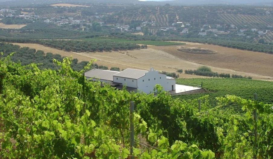 Bodegas Cortijo Morosanto
