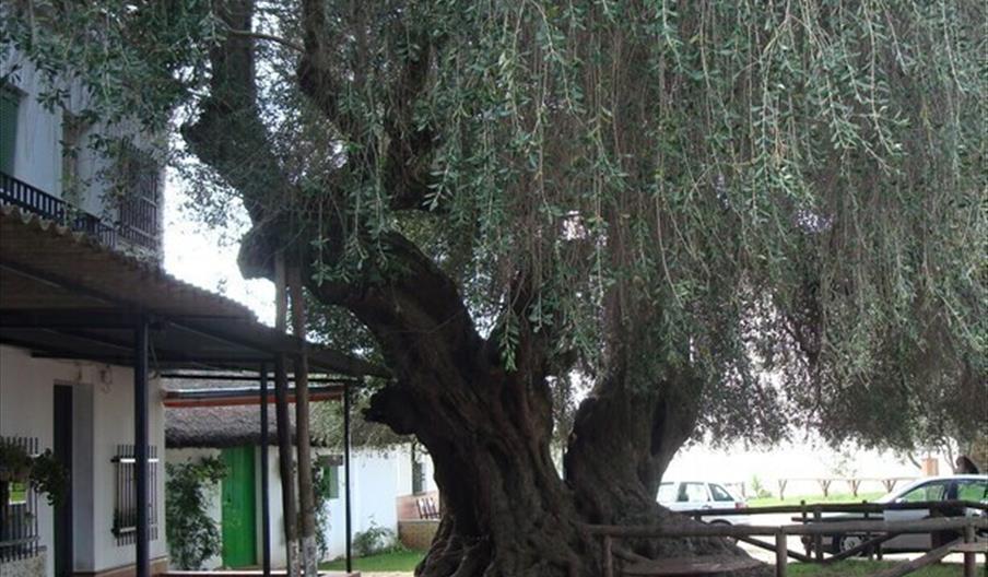 Acebuches de El Rocío