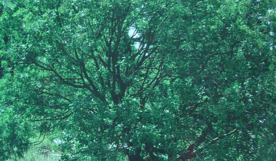 Cornicabra del Puente de El Valle