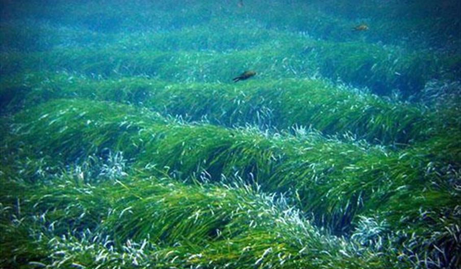Arrecife Barrera de Posidonia