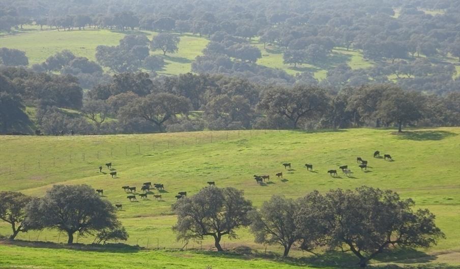 Ganadería Santa Ana