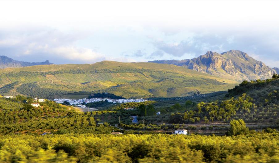 Aceite Aroden Hispania