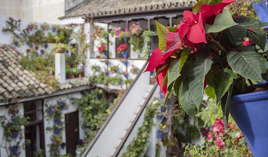 Patios de Córdoba en Navidad