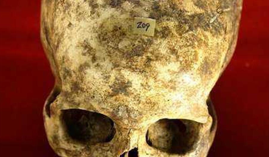 Cráneo encontrado en Cueva de la Mora web Junta