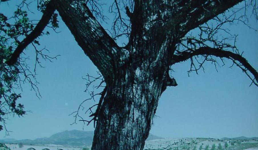 Acerolo del Cortijo de las Iglesias