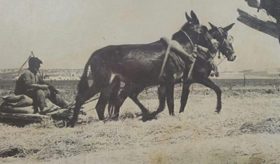 Peña Cultural Flamenca La Trilla