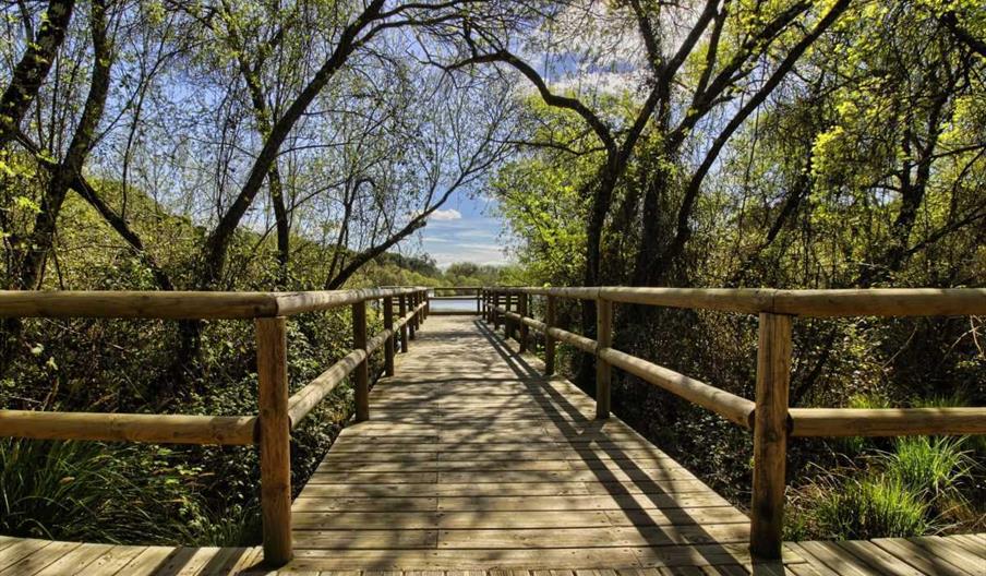 Ruta en 4×4 por el norte de Doñana desde El Rocío