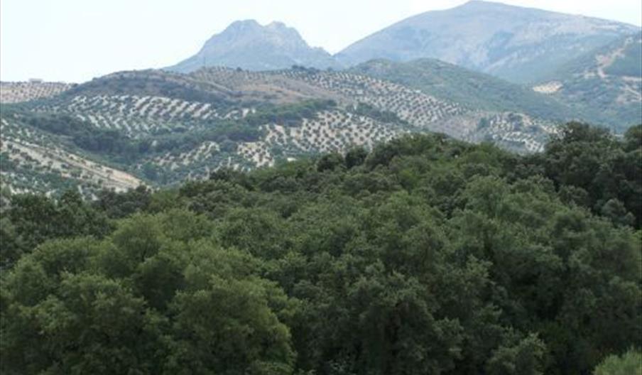 Bosque de la Bañizuela