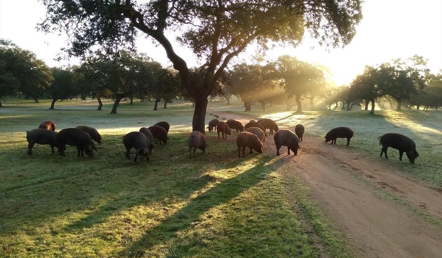 Las Lagartosas Turismo Rural y de Naturaleza