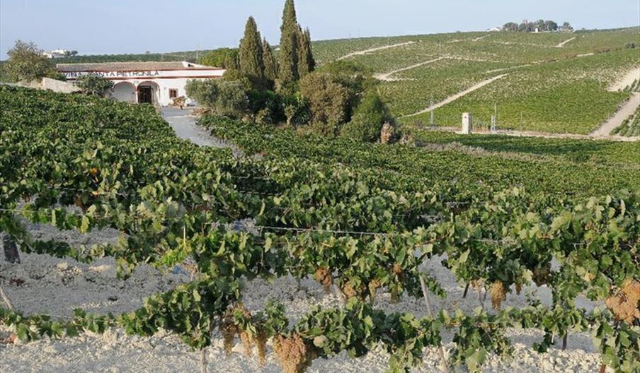 Museo de la Viña al Vino de Jerez