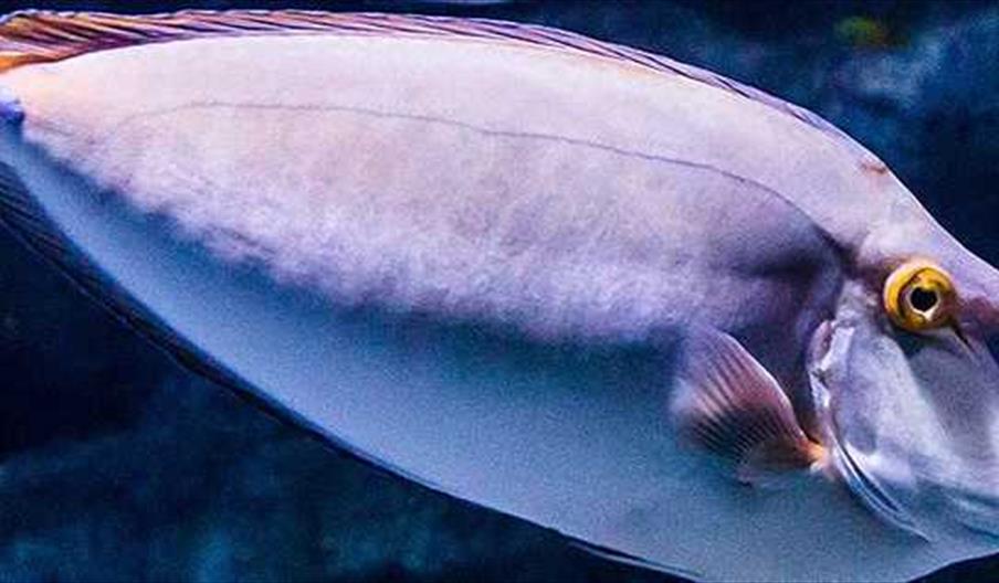 Aquarium Costa de Almería