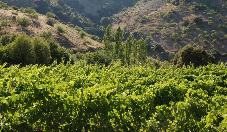 Bodega Los Barrancos