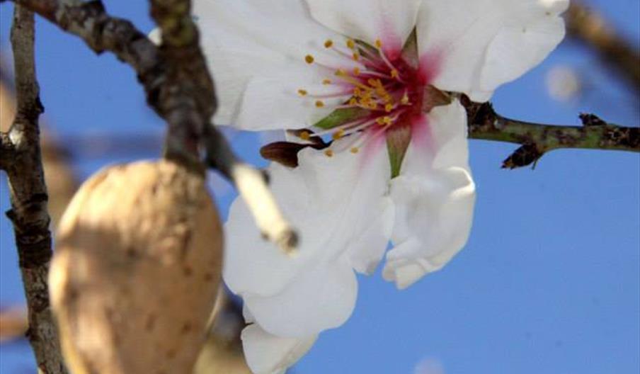 Día del Almendro