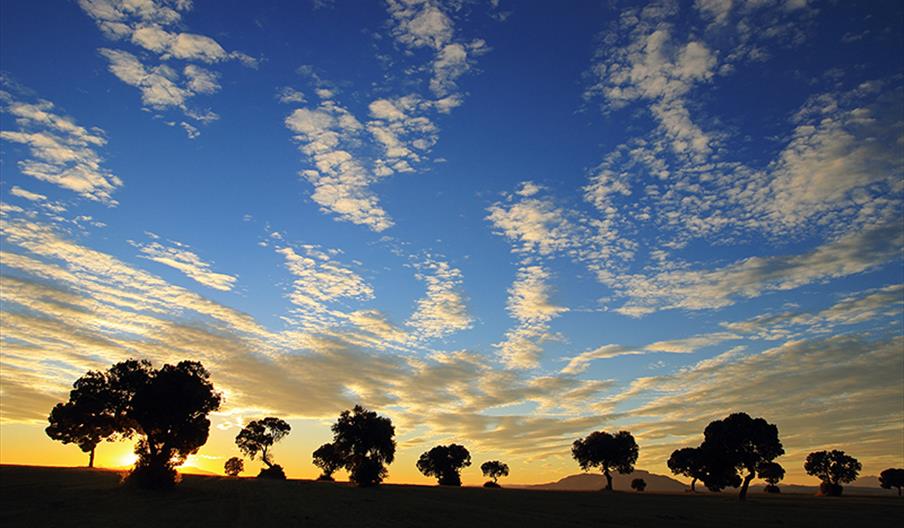 Llanos de los Olivares