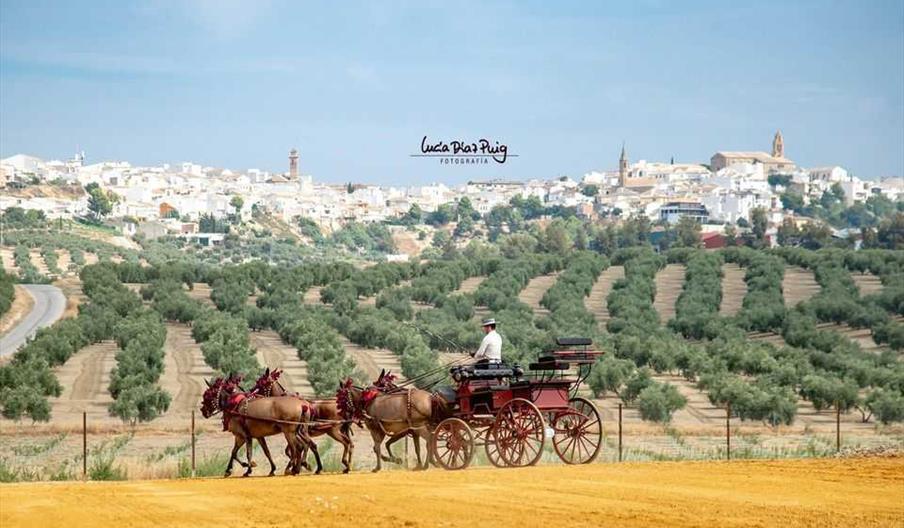Oleoturismo y Caballos Arjona