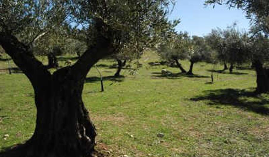 Oleoturismo y olivares vivos en Jaén