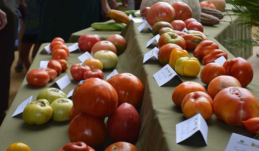 Concurso subasta tomate huevo de toro