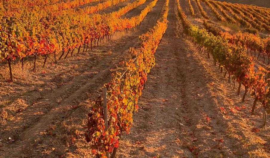 Bodega Piedras Blancas